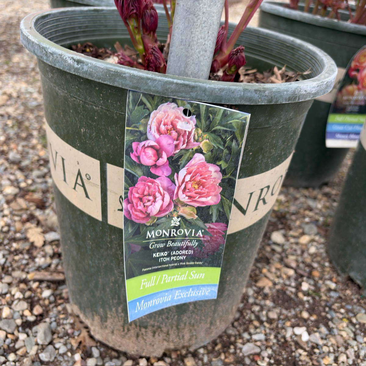 Keiko™ (Adored) Itoh Peony