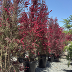 Ruby Glow New Zealand Tea Tree