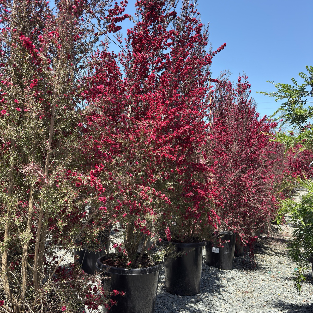 Ruby Glow New Zealand Tea Tree