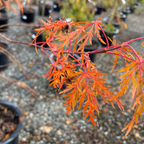 Viridis Lace Japanese Maple