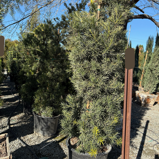 Shrubby Yew Pine