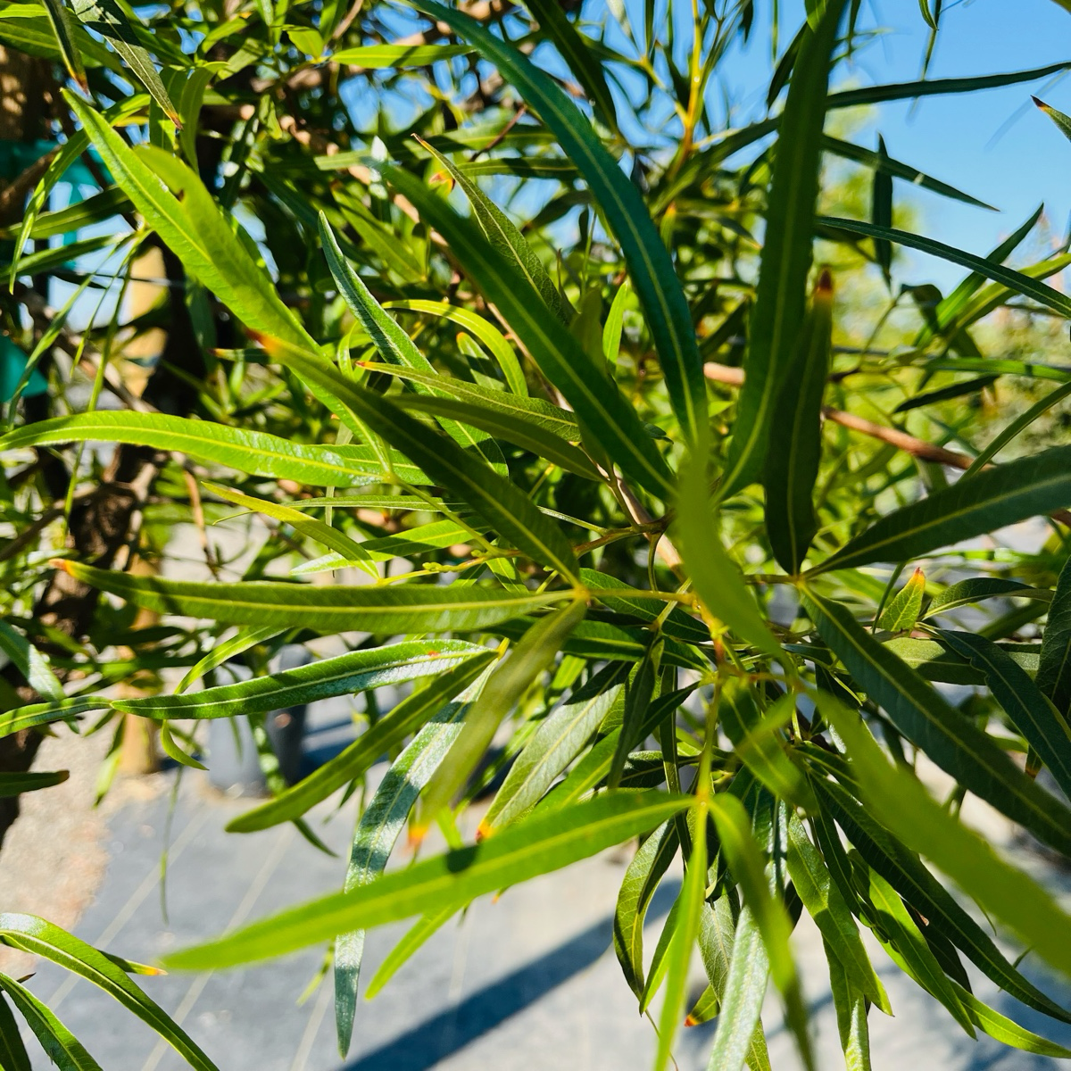 Rhus Lancea