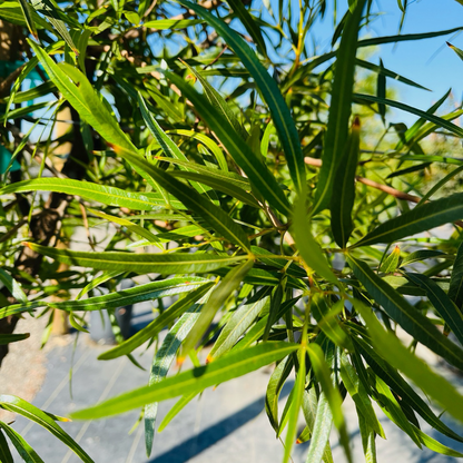 Rhus - African Willow