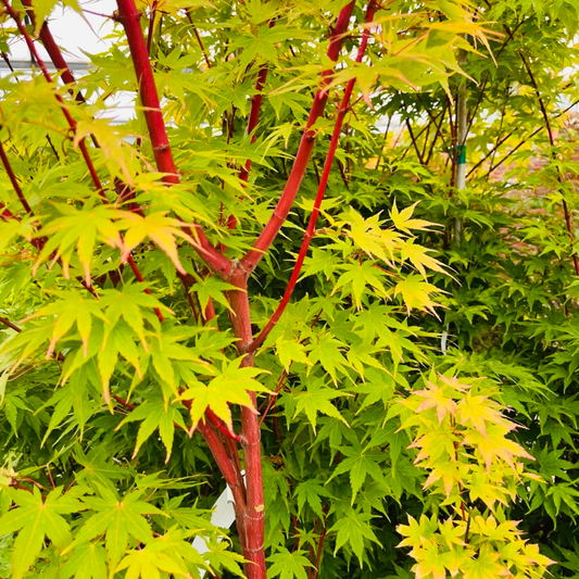 Acer palmatum - Coral Court Japanese Maple