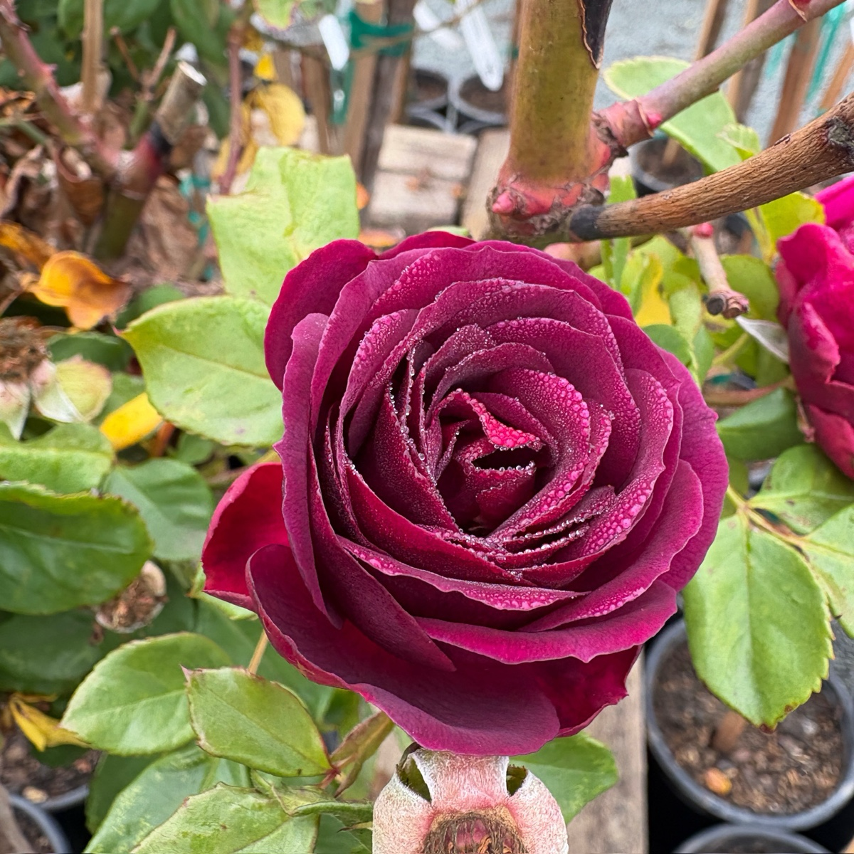 Ebb Tide™ Rose