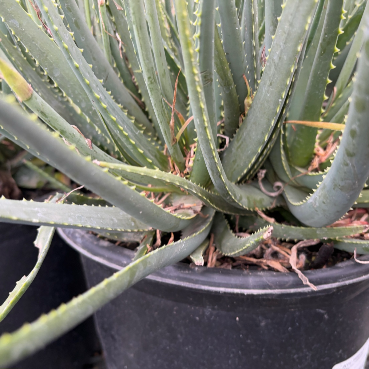Safari Sunrise Aloe