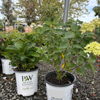 Limelight Panicle Hydrangea