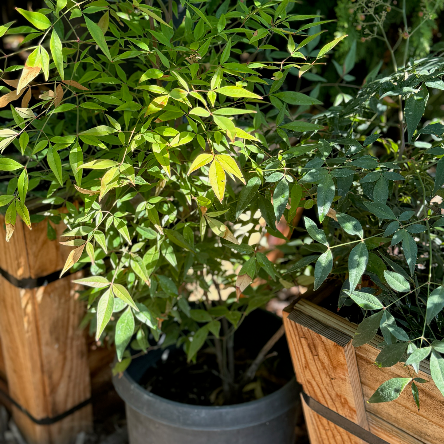 Nandina domestica 