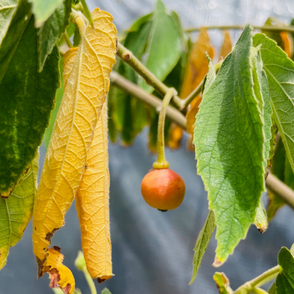 Rare fruit tree-Wending fruit