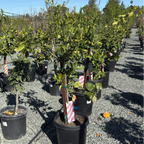 Oro Blanco Grapefruit