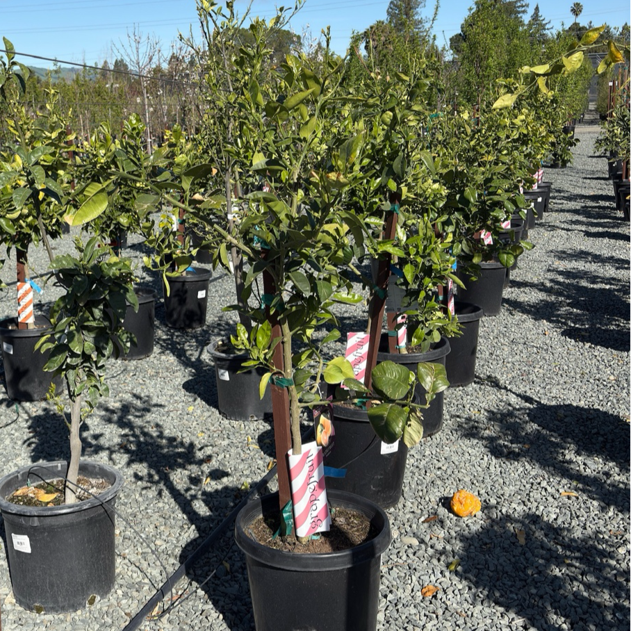 Oro Blanco Grapefruit