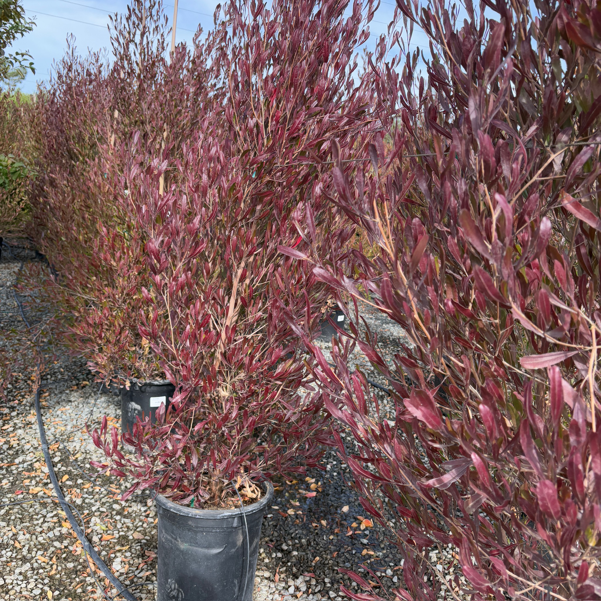 Purple Leaved Hopseed Bush