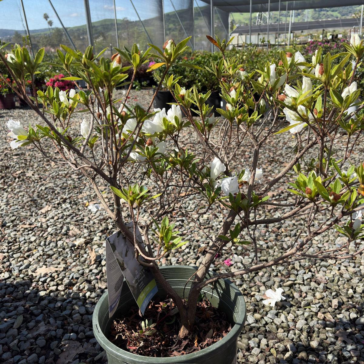 Azalea Alaska (White)