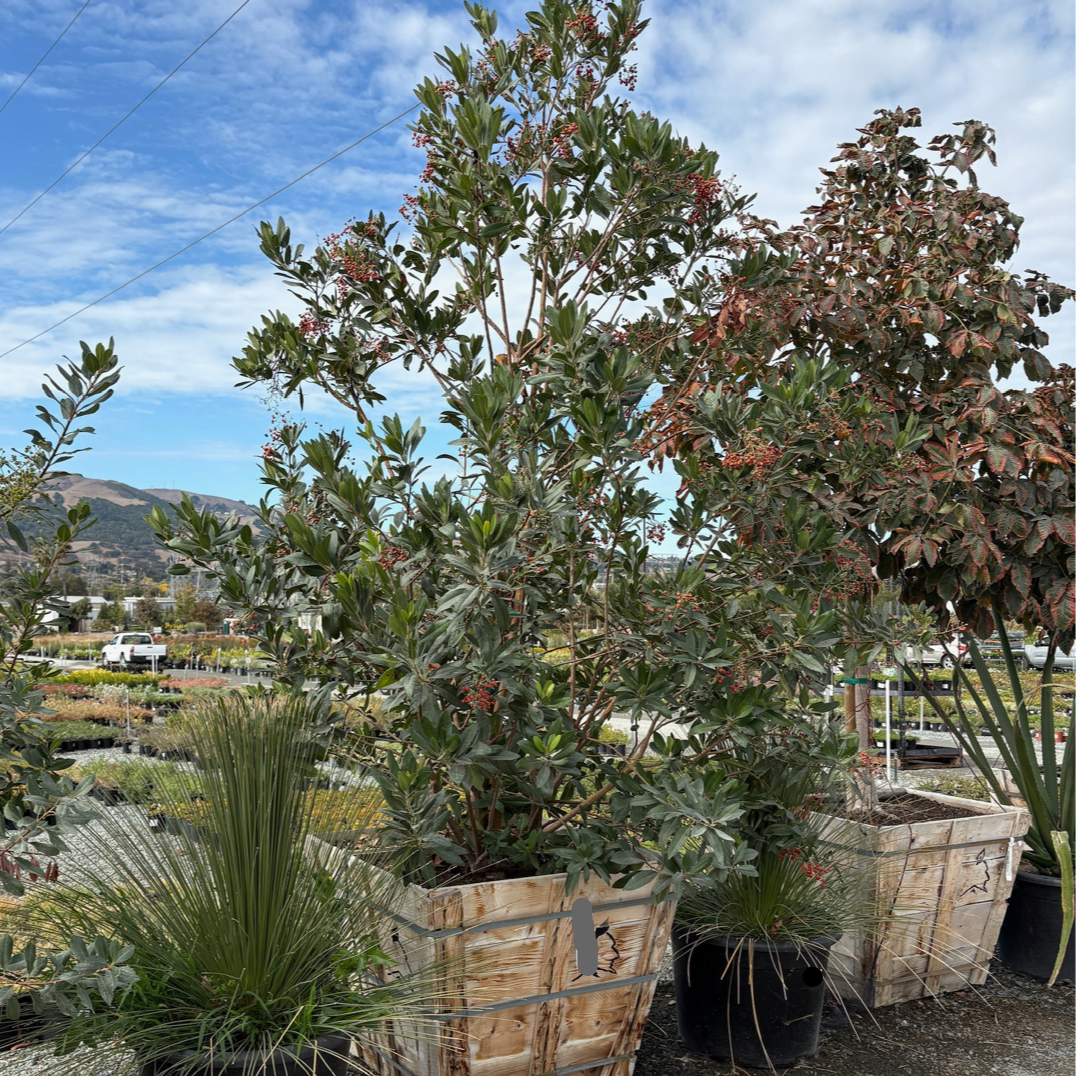 Toyon