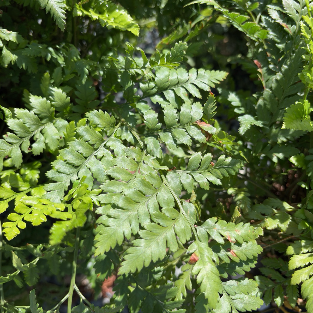 Leatherleaf Fern