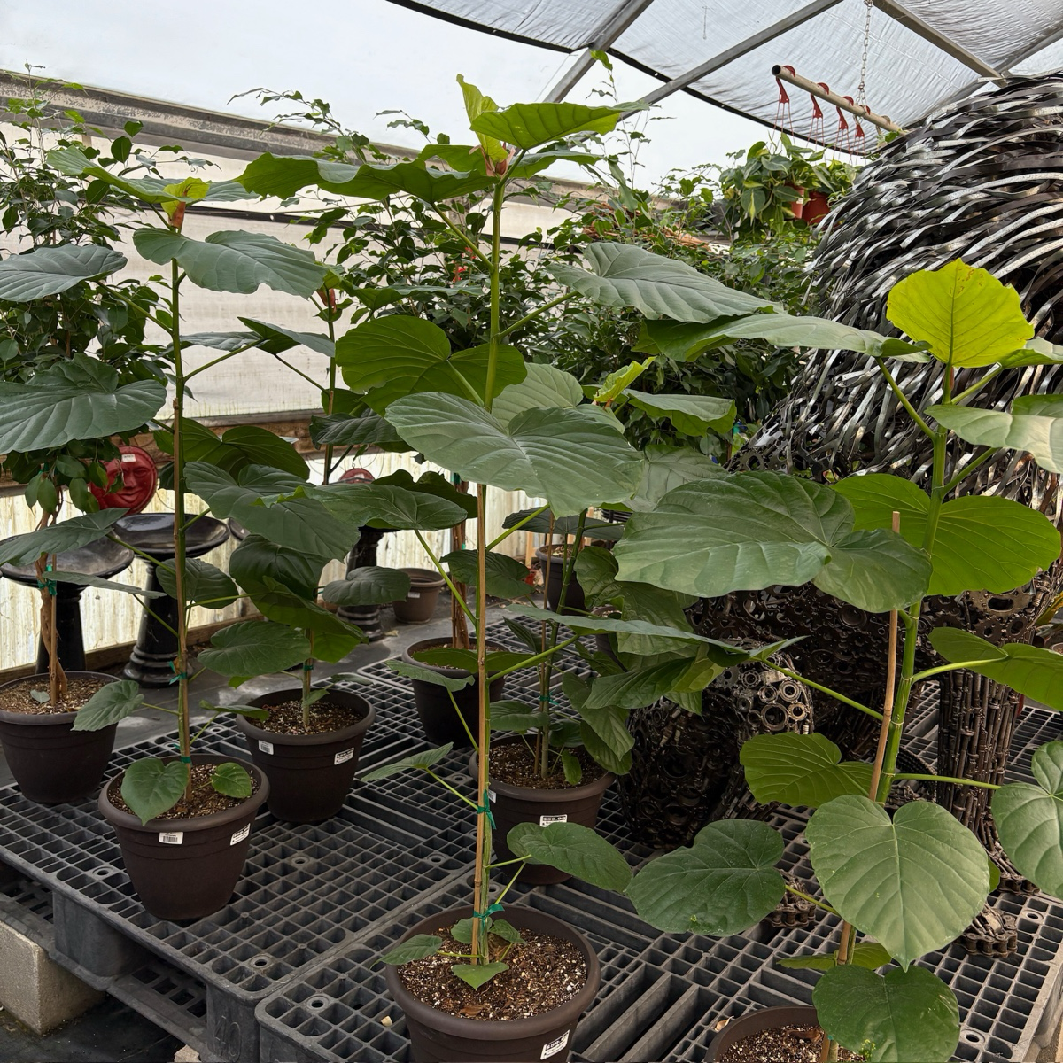 Fiddle Leaf Fig