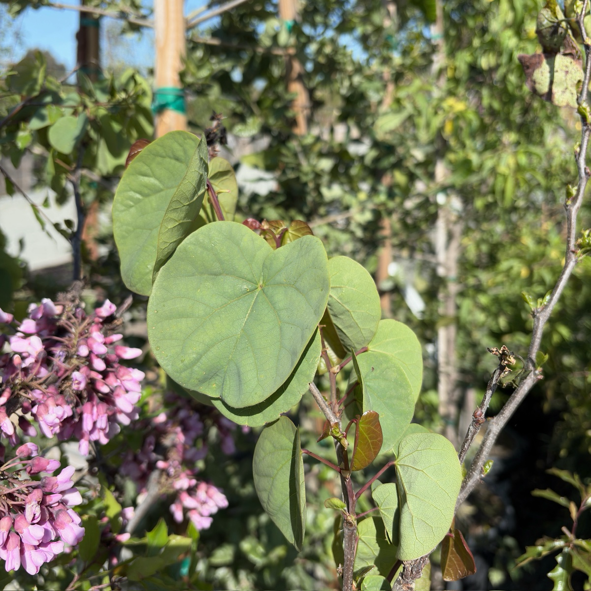 Western Redbud （Pink)