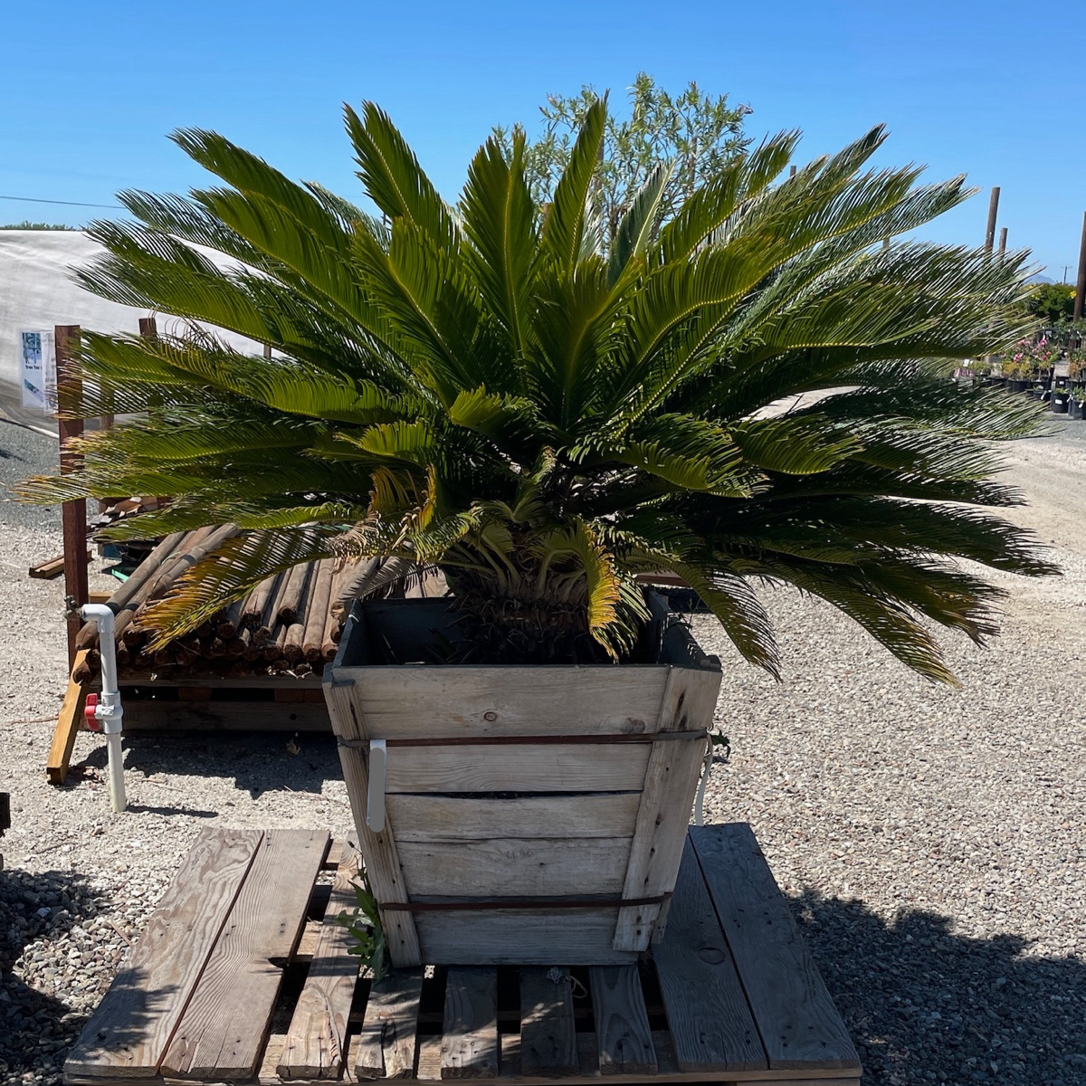 Cycad - Cycas