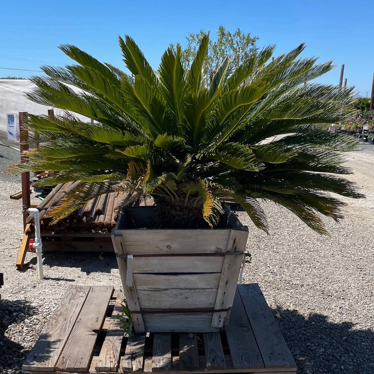 Sago Palm