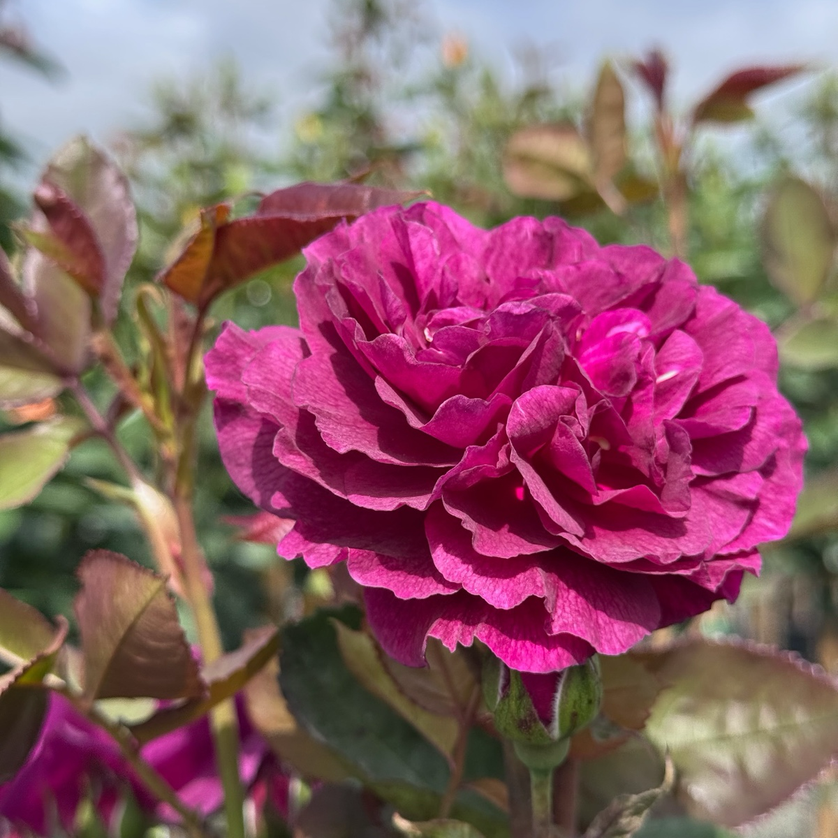Ebb Tide™ Rose