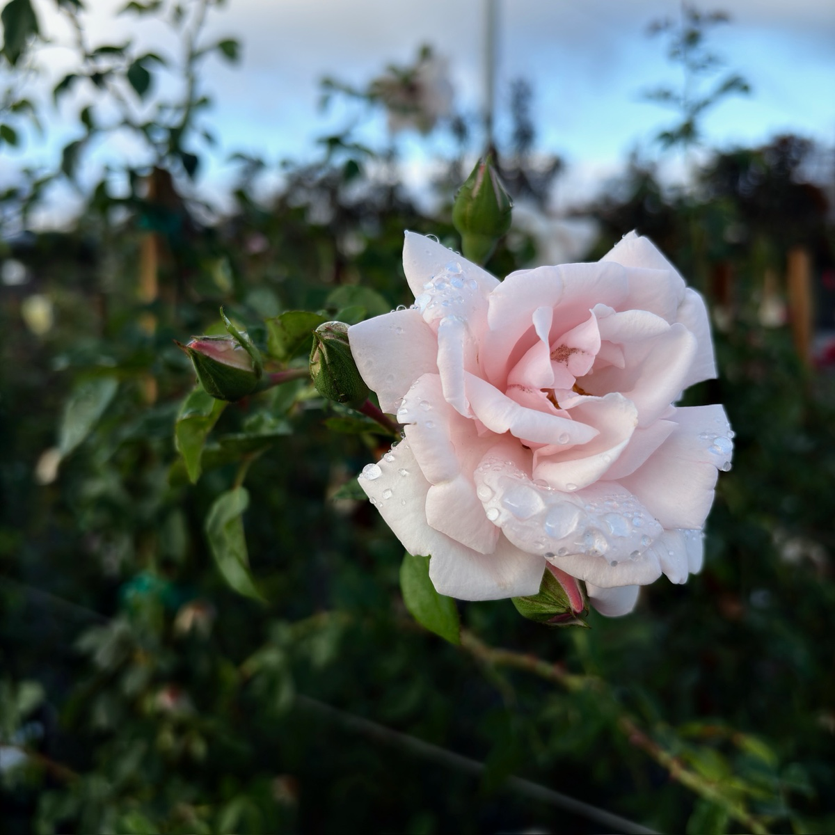 Iceberg Climbing Rose