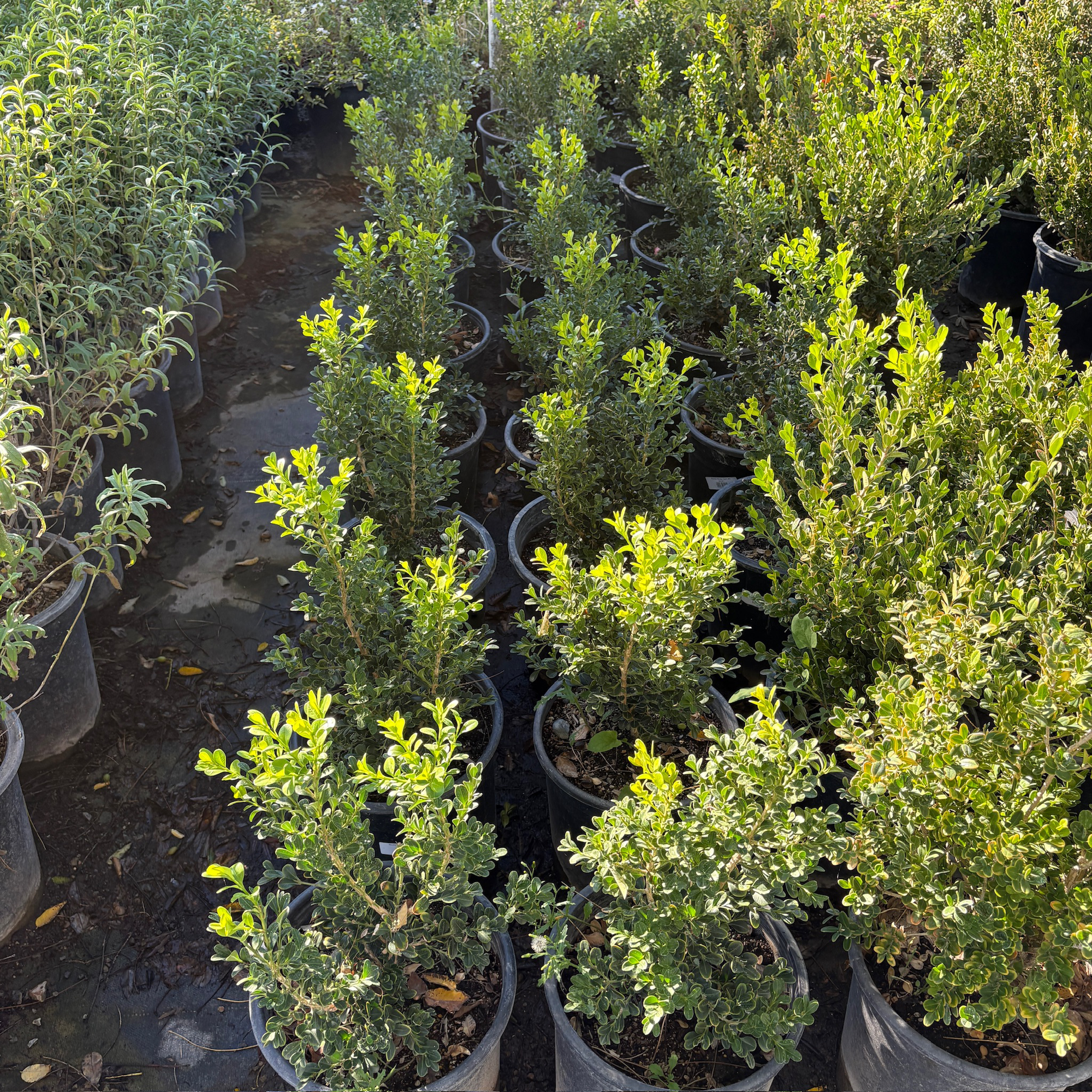 Winter Gem Boxwood