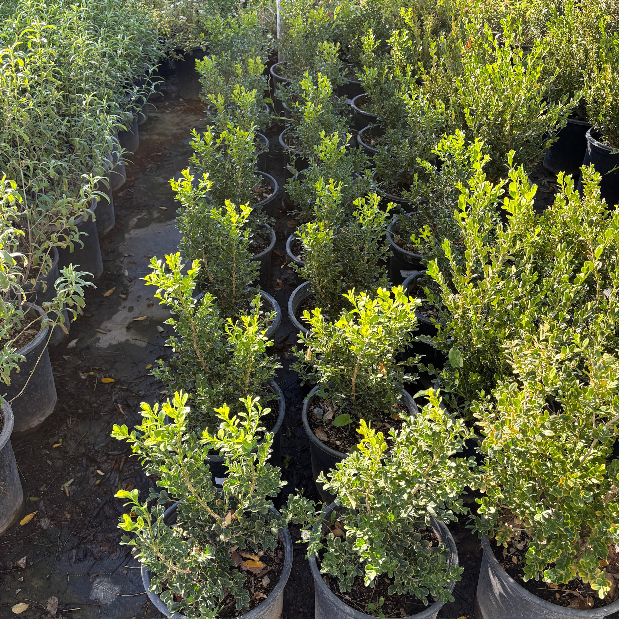 Winter Gem Boxwood