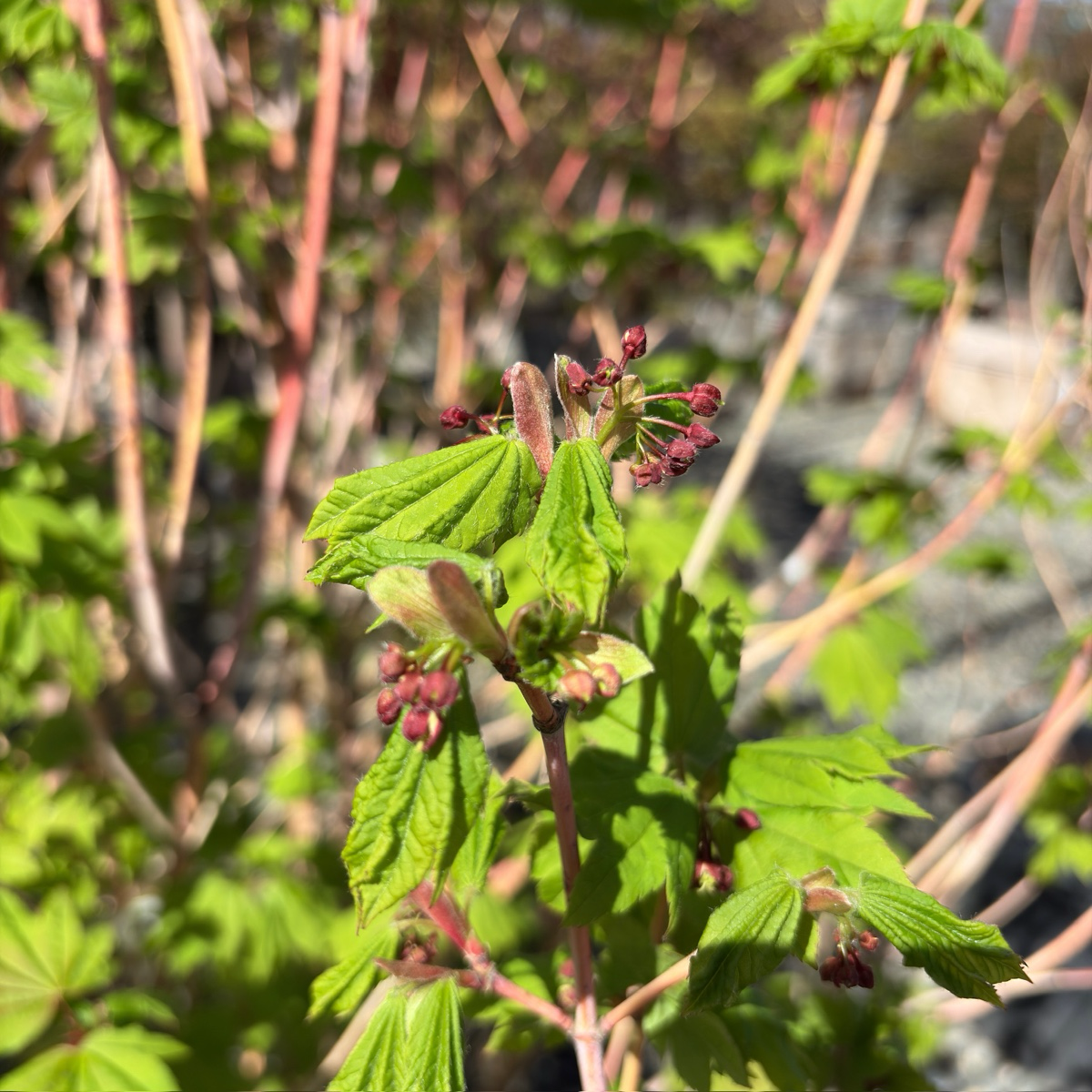 Maple-Maple