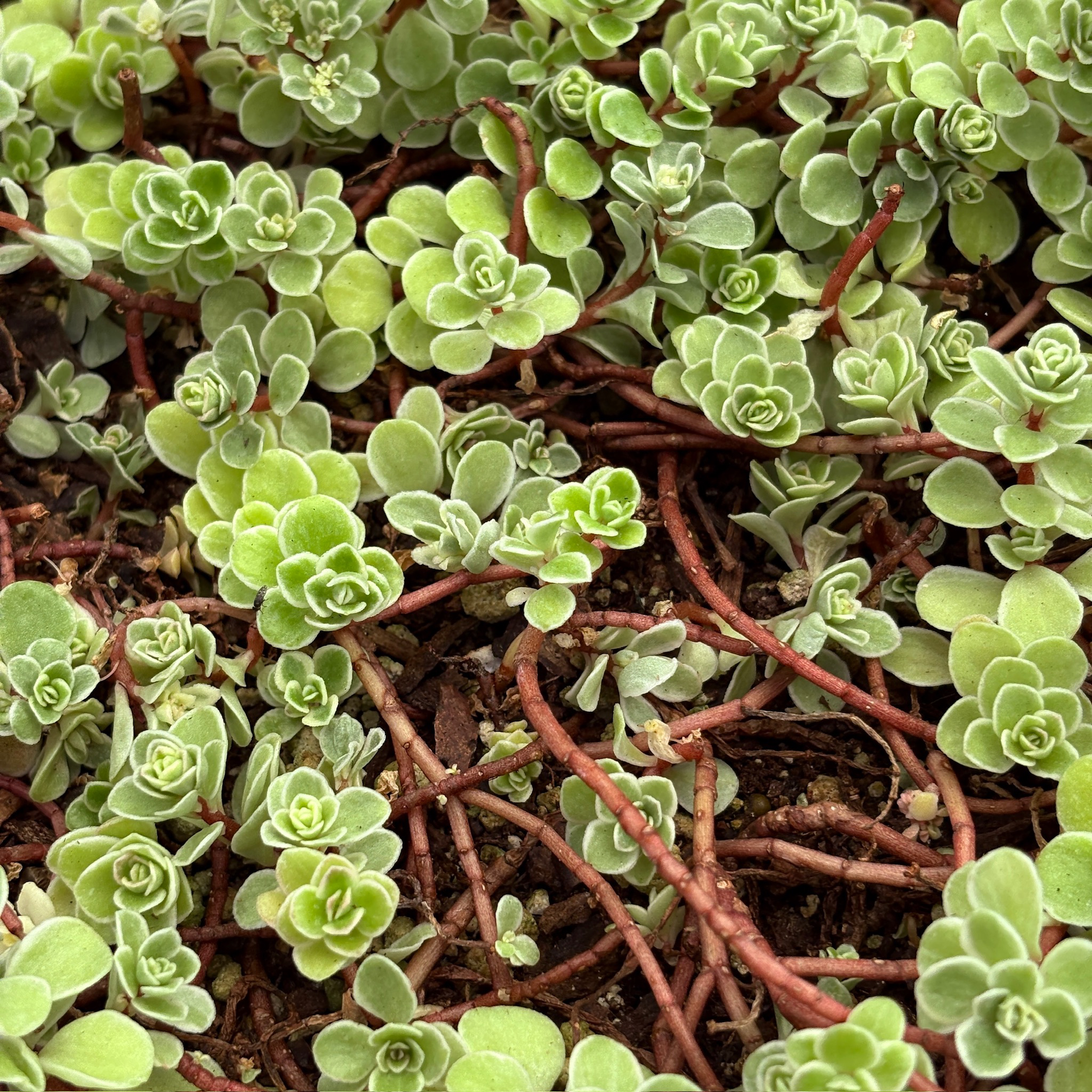 Ogon Stonecrop
