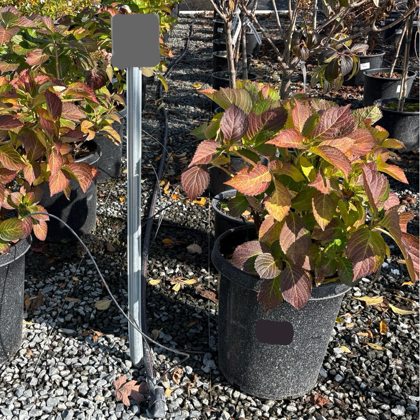 White Bigleaf Hydrangea