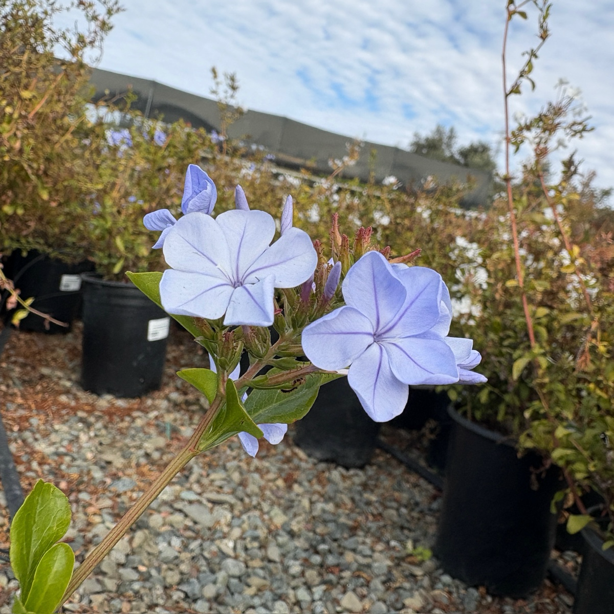 Royal Cape® Plumbago