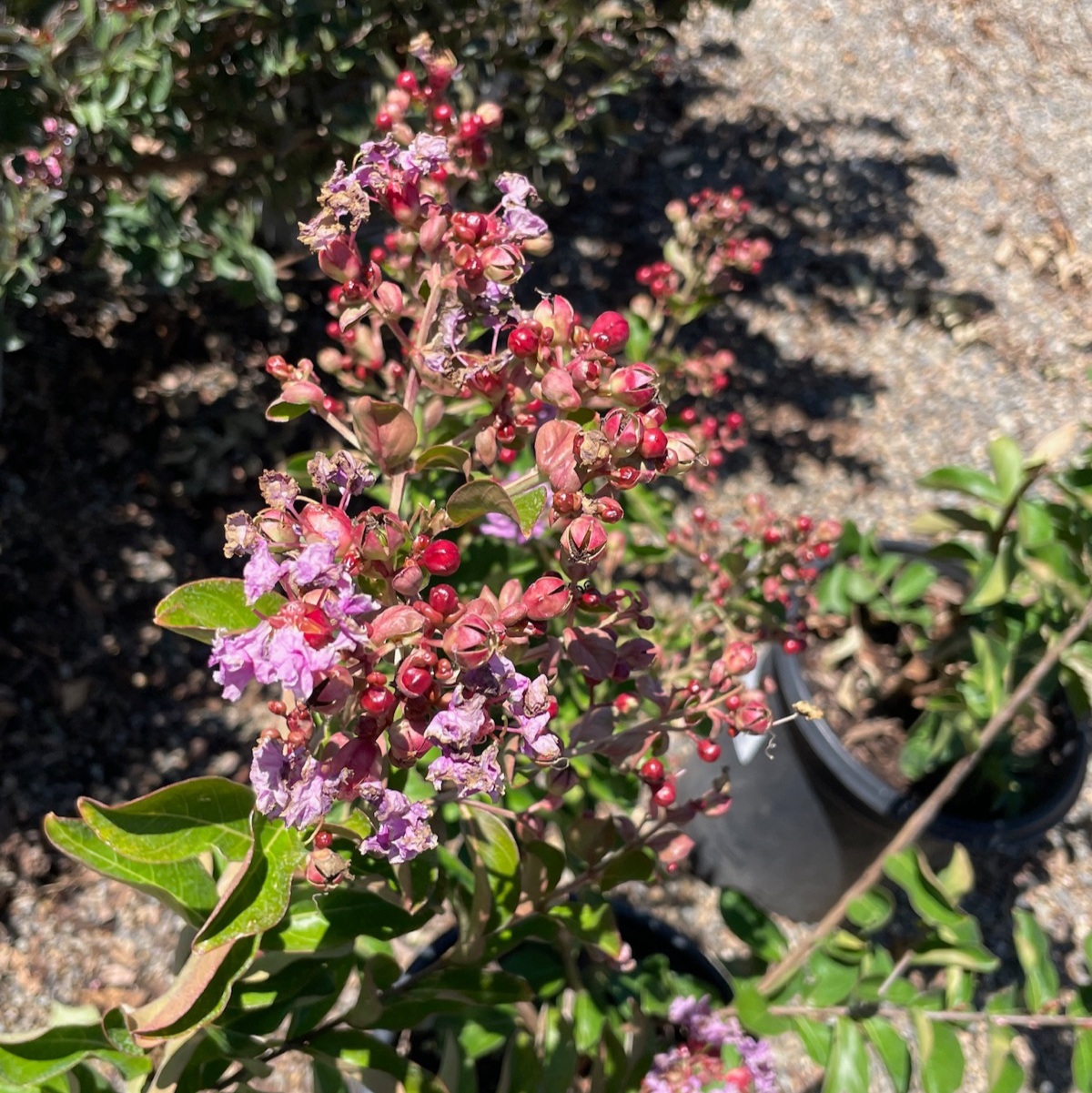 Twilight Crape Myrtle