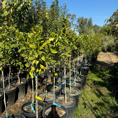 Citrus Trees - Ugly Orange