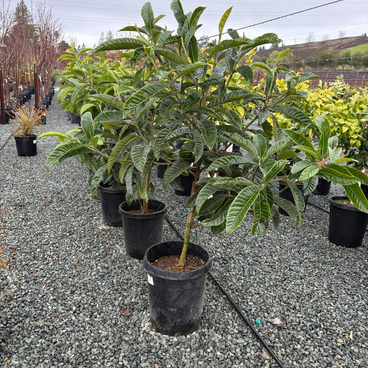 Fruiting loquat