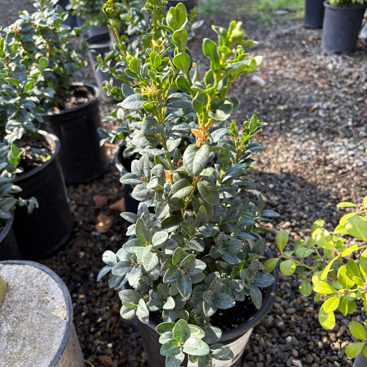 English Boxwood