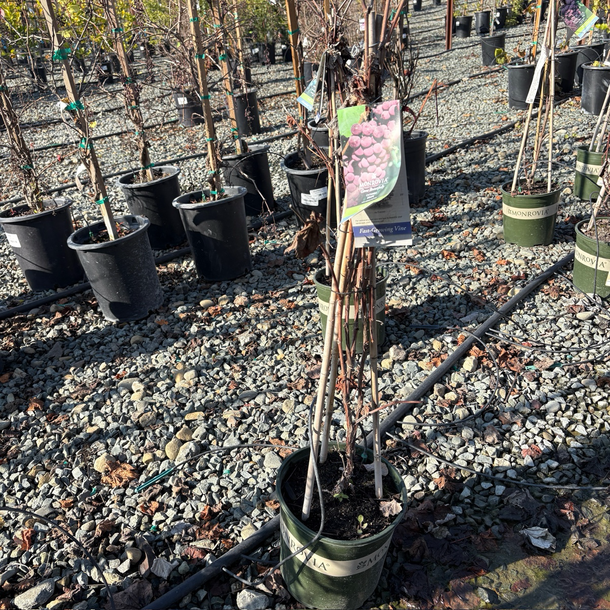 Cabernet Sauvignon Wine Grape