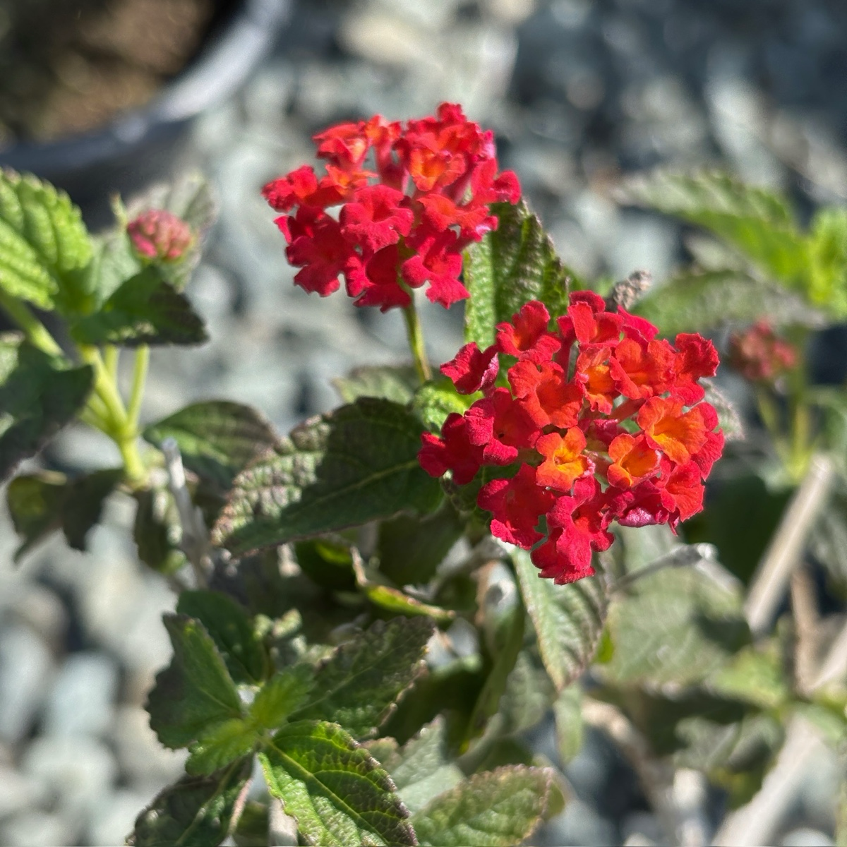 Dallas Red Bush Lantana