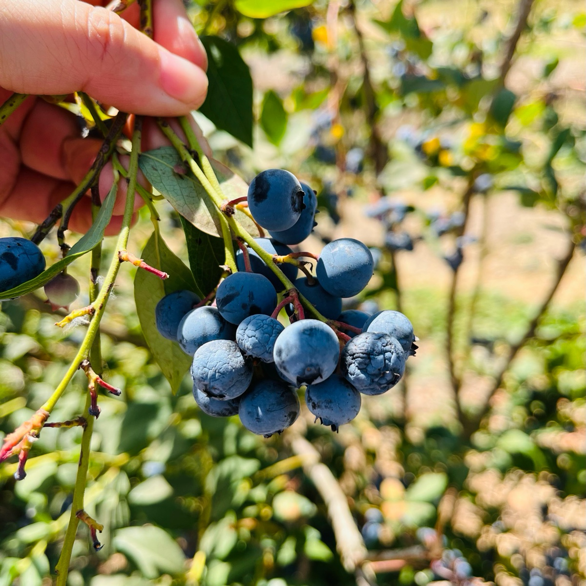 Legacy Northern Highbush  Blueberry