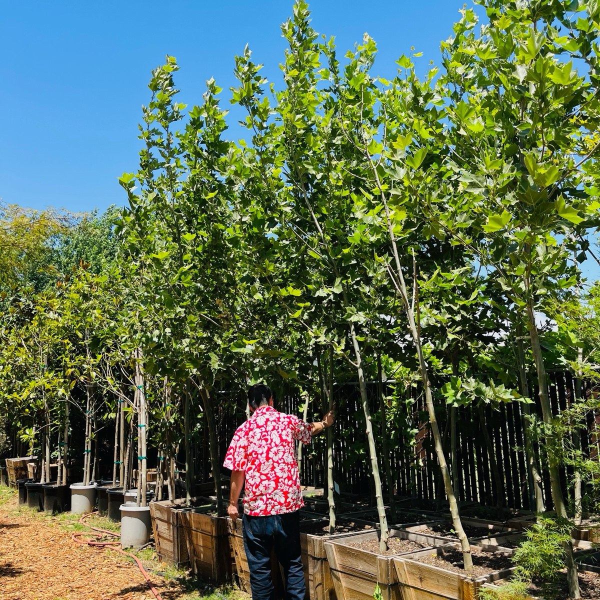Bloodgood London Plane