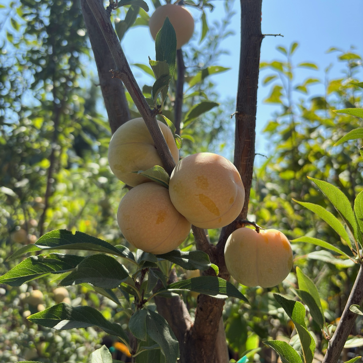 Emerald Drop Pluot