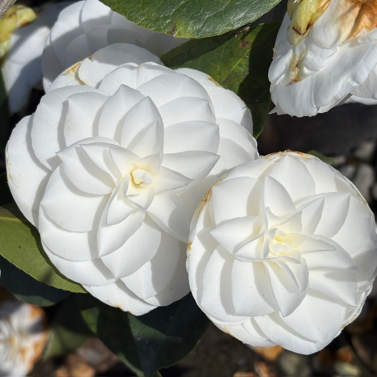 娜蔻宝石山茶花