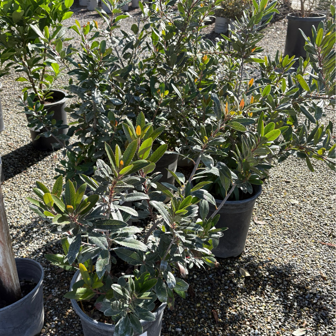 Toyon