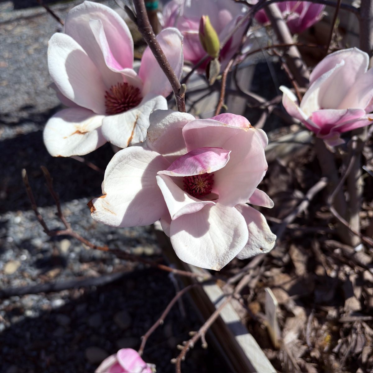 Saucer Magnolia, Tulip Tree