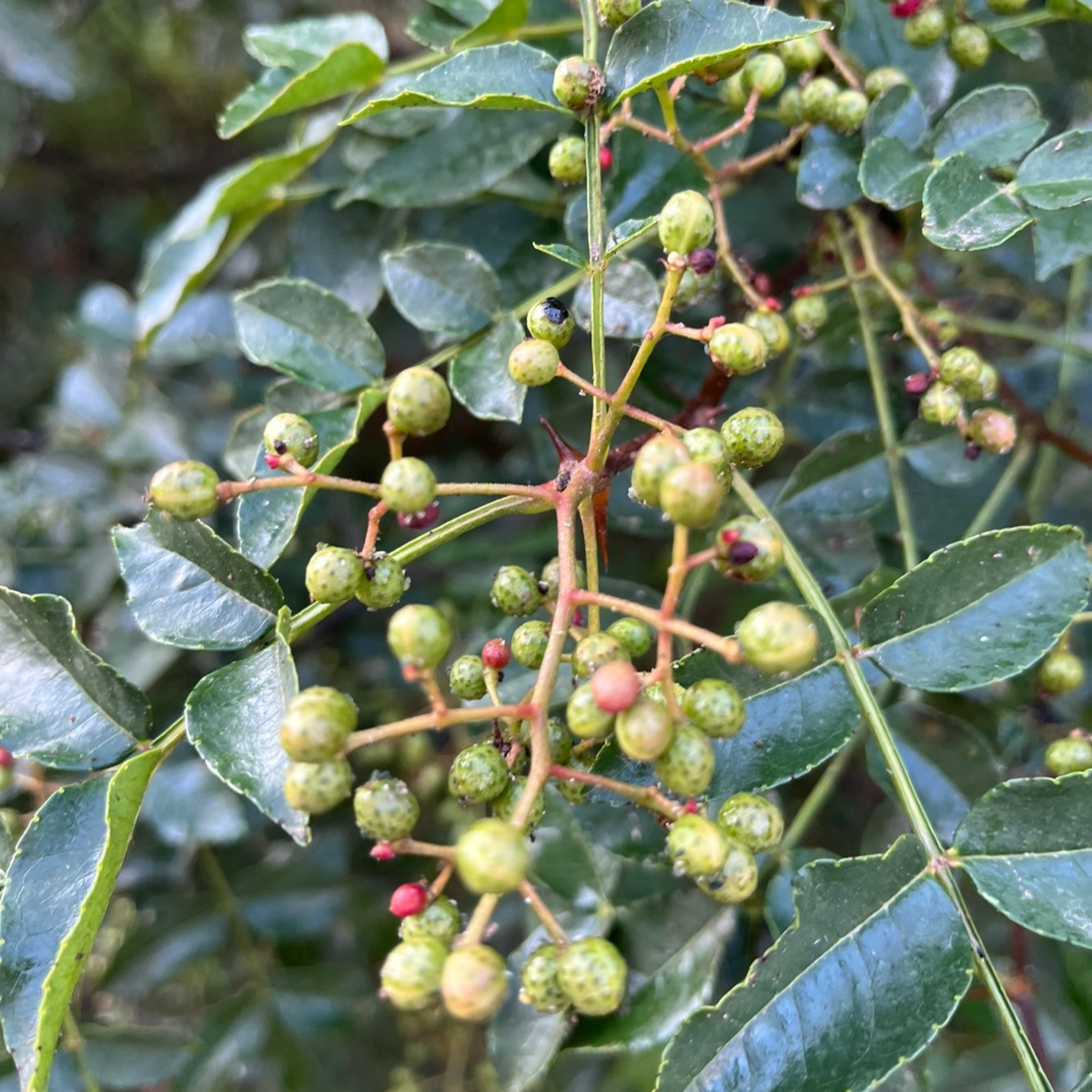 Prickly Ash、Toothache tree、Sichuan Pepper