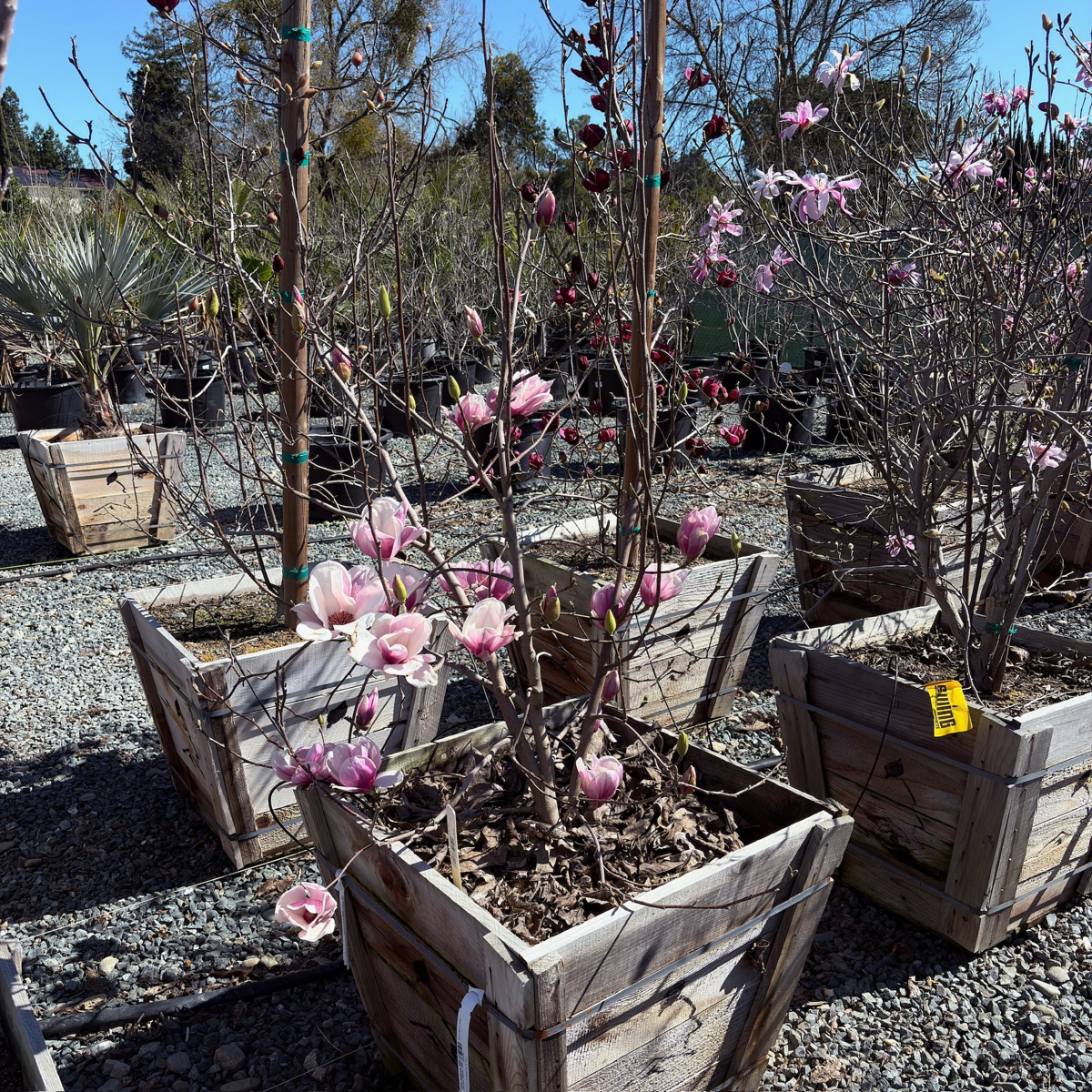 Saucer Magnolia, Tulip Tree