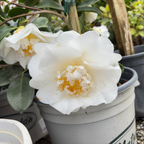 舍蝉山茶花