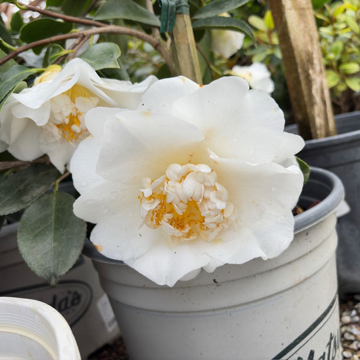 舍蝉山茶花