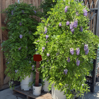 Texas White' Wisteria