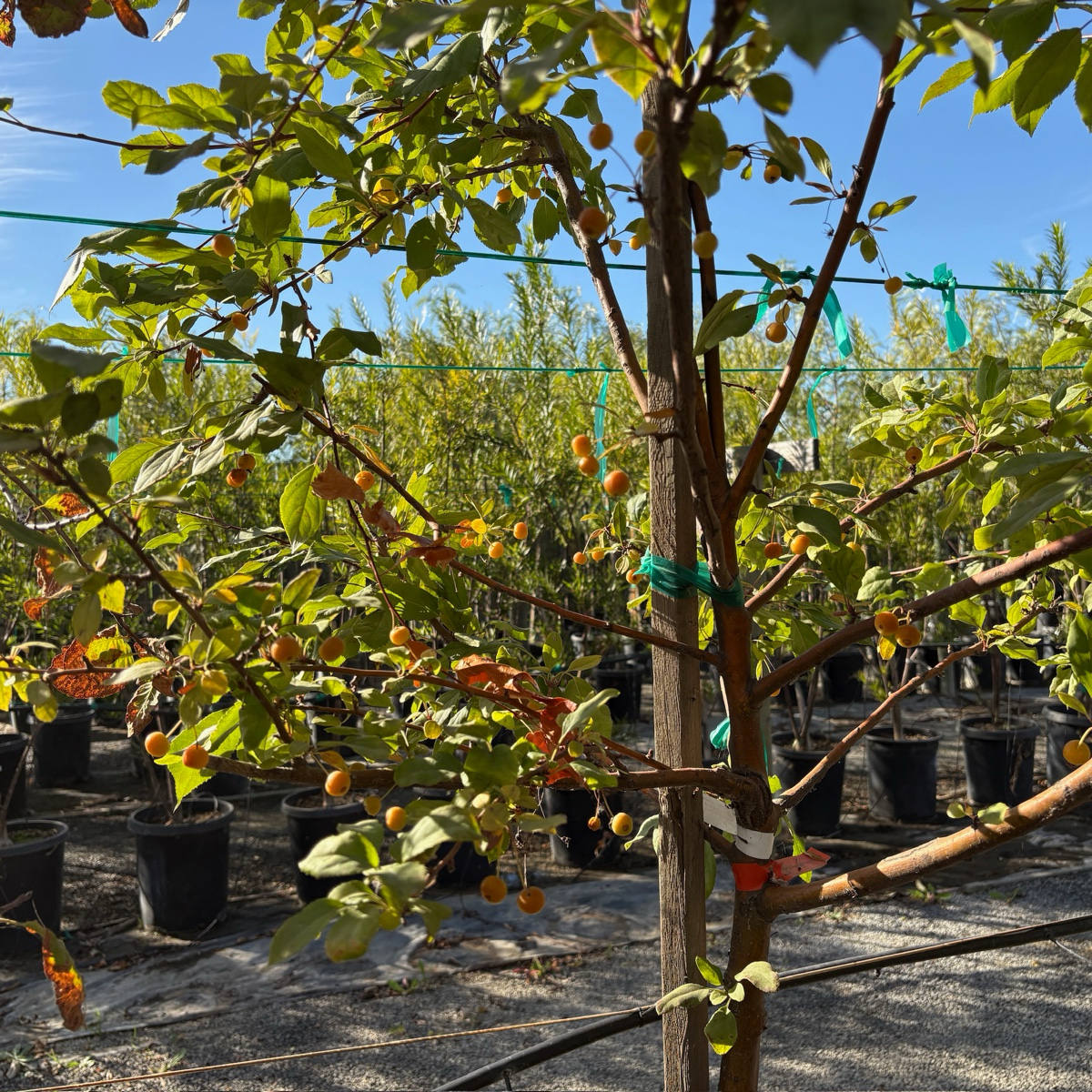 Japanese Flowering Crabapple