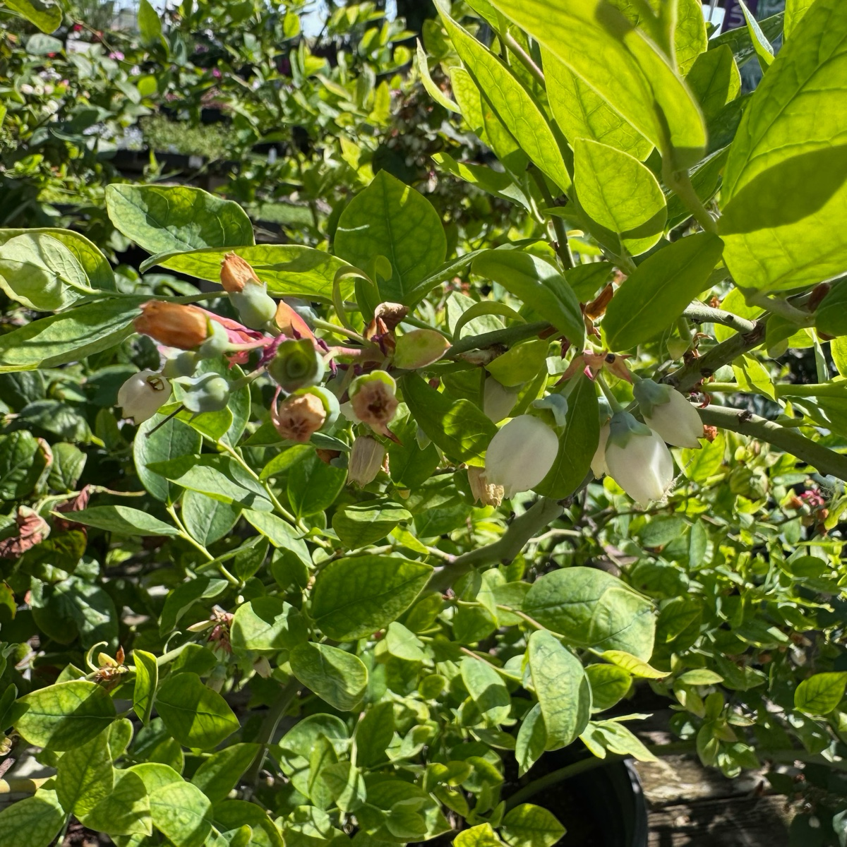 Sharpblue Shouthern Highbush Blueberry 